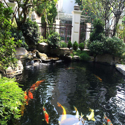 TN13A Khử Clo, Kim Loại Nặng Bể Cá Cảnh (50ml/250ml) - Công Thức Mới