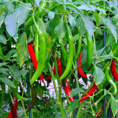 Bộ 2 Gói Hạt Giống Ớt Trái Dài Hàn Quốc 33 Hạt Phú Nông PN132315-488 (0.2g / Gói)