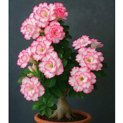 Hạt giống hoa sứ kép Thái Lan - Bịch 10 hạt – Mã số 1957