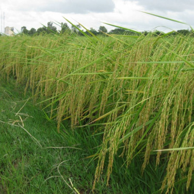 Combo 5 hộp Gạo Hữu Cơ Hoa Nắng - Vàng Lúa Chín 2kg