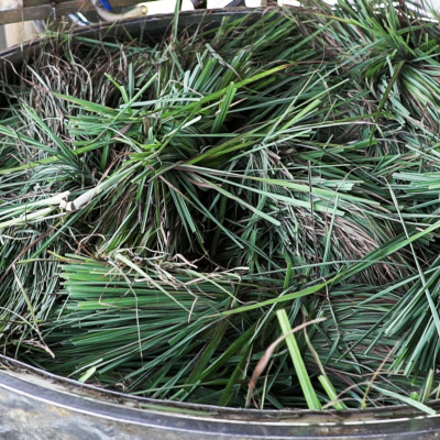 Tinh dầu Sả Chanh nguyên chất Mộc Mây - Xuất khẩu Châu Âu, xông phòng, khử mùi, thơm phòng, đuổi muỗi, thư giản