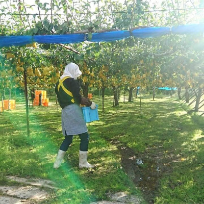 Nước Ép Lê Le Lectier 500ml