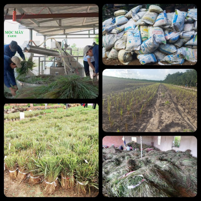 Tinh dầu Sả Chanh Organic 100ml Mộc Mây - tinh dầu nguyên chất từ thiên nhiên - Có kiểm định Bộ Y Tế, chất lượng và mùi hương vượt trội