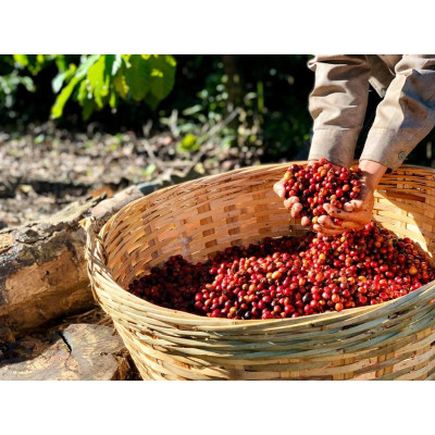 Azzan Aroma – AZA/ Cà phê pha phin Blend (Robusta & Arabica)