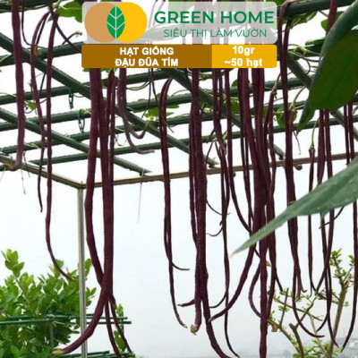 Hạt Giống Đậu Đũa Tím, Greenhome, Gói 10GR~50 hạt, Dễ Trồng Quanh Năm, Nảy Mầm Cao, T38