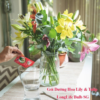Thuốc cắm hoa Lily lâu tàn nhập khẩu Israel (1 hộp 5 gói  pha 50L nước că) hiệu Longlife Bulbs Premium 2023 giúp hoa tulip và hoa lily tươi gấp 2 lần và 14 ngày không thay nước