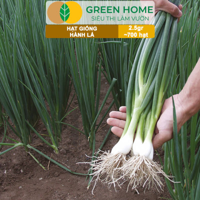 Hạt Giống Hành Lá Greenhome, Gói 2.5gr~700 hạt, Dễ Trồng Quanh Năm, Nảy Mầm Cao, Thu Hoạch Nhanh, Năng Suất Cao G01