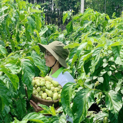 Combo 6 chai Nước cốt trái nhàu SK Noni Juice Premium 750ml