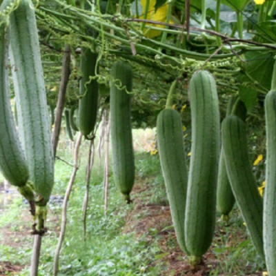 Hạt giống Mướp hương F1 giống khỏe trái sai VTP37