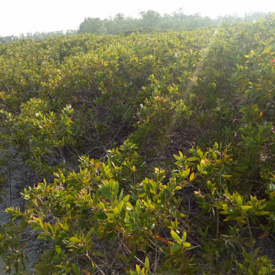 Tinh dầu Tràm Organic hữu cơ 10ml Mộc Mây - tinh dầu thiên nhiên nguyên chất 100% - dùng xông tắm ngừa cảm lạnh, giảm côn trùng cắn đốt cho Bé, Trẻ sơ sinh và Trẻ nhỏ | An toàn cho làn da nhạy cảm của Bé