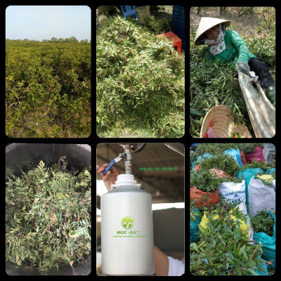 Tinh dầu Tràm Organic hữu cơ 100ml Mộc Mây - tinh dầu thiên nhiên nguyên chất 100% - dùng xông tắm ngừa cảm lạnh, giảm côn trùng cắn đốt cho Bé, Trẻ sơ sinh và Trẻ nhỏ | An toàn cho làn da nhạy cảm của Bé