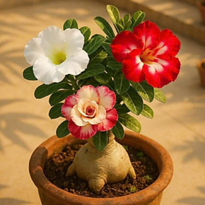 Hạt giống hoa sứ kép Thái Lan 3 màu - Bịch 10 hạt – Mã số 1580