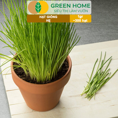 Hạt Giống Hẹ Cao Sản GreenHome, Gói 1g~300 hạt, Dễ Trồng, Nảy Mầm Cao, Thu Hoạch, Năng Suất Cao G04