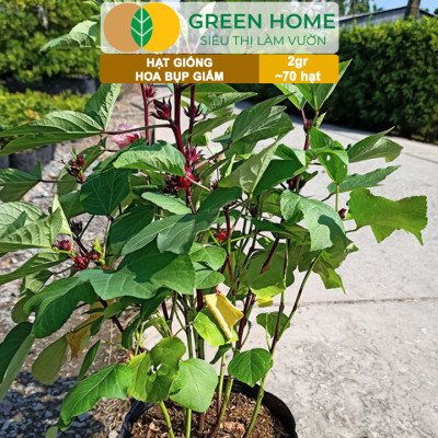 Hạt Giống Atiso Đỏ (Bụp Giấm) Greenhome, Gói 2gr~70 hạt, Dễ Trồng, Thu Hoạch Nhanh, Năng Suất Cao T20