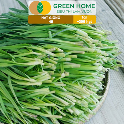 Hạt Giống Hẹ Cao Sản GreenHome, Gói 1g~300 hạt, Dễ Trồng, Nảy Mầm Cao, Thu Hoạch, Năng Suất Cao G04