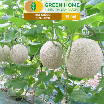 Hạt Giống Dưa Lưới Ruột Vàng Greenhome, Gói 10 Hạt, Dễ Trồng Quanh Năm, Nảy Mầm Cao, Thu Hoạch Nhanh, Năng Suất Cao T14