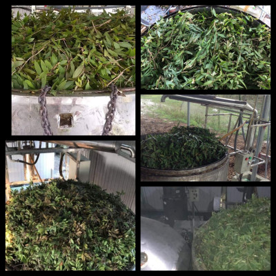 Tinh dầu Tràm Organic hữu cơ 100ml Mộc Mây - tinh dầu thiên nhiên nguyên chất 100% - dùng xông tắm ngừa cảm lạnh, giảm côn trùng cắn đốt cho Bé, Trẻ sơ sinh và Trẻ nhỏ | An toàn cho làn da nhạy cảm của Bé