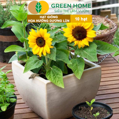 Hạt Giống Hoa Hướng Dương Greenhome, Gói 10 hạt, Sai Hoa, Màu Rực Rỡ, Dễ Trồng, Nảy Mầm Cao H03