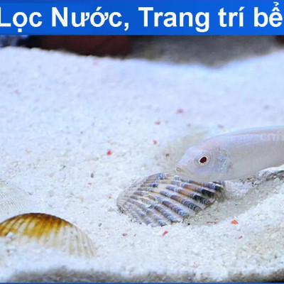 Cát Thạch Anh 2KG + Xốp Lọc Bể Cá 90x30 cm vật liệu lọc nước, trang trí bể cá