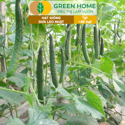 Hạt Giống Dưa Leo Nhật Lai F1 Greenhome, Gói 1gr 40 hạt, Dễ Trồng Quanh Năm, Nảy Mầm Cao, T24