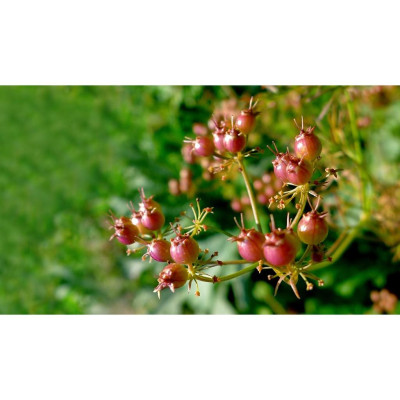 Combo 2 Túi Bột Ngò Ông Chà Và 500g (Coriander powder)