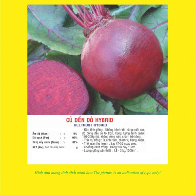 Hạt giống củ dền đỏ giống khỏe nảy mầm tốt VTS139