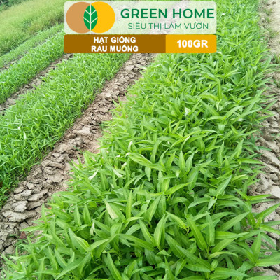 Hạt Giống Rau Muống GreenHome, GÓI 100GR, Dễ Trồng, Nảy Mầm Cao, Thu Hoạch, Năng Suất Cao R28