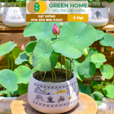 Hạt Giống Hoa Sen Mini Rado GreenHome, Gói 5 Hạt, Nhiều Màu, Dễ Trồng, Dễ Chăm, Nảy Mầm Tốt H21