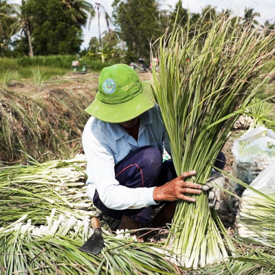 Tinh dầu Sả Chanh Organic 10ml Mộc Mây - tinh dầu nguyên chất từ thiên nhiên - chất lượng và mùi hương vượt trội