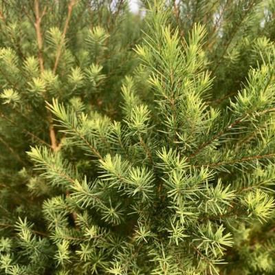 Tinh dầu Tràm Trà 100ml Mộc Mây - tinh dầu nguyên chất 100% từ thiên nhiên - chất lượng và mùi hương vượt trội