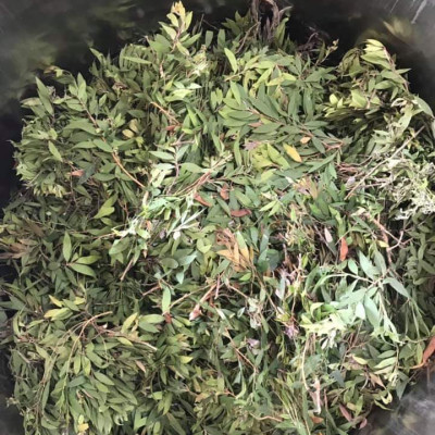 Tinh dầu Tràm gió Organic hữu cơ Mộc Mây - tinh dầu thiên nhiên nguyên chất 100% - dùng xông tắm ngừa cảm lạnh, giảm côn trùng cắn đốt cho Bé, Trẻ sơ sinh và Trẻ nhỏ | An toàn cho làn da nhạy cảm của Bé