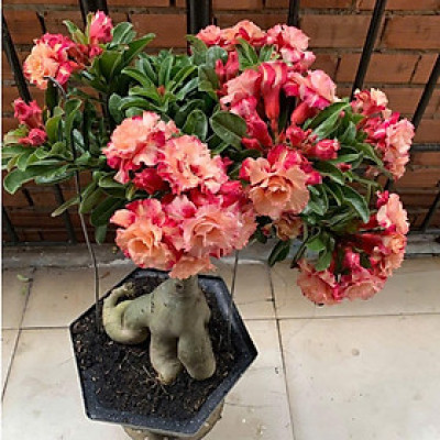 Hạt giống hoa sứ kép Thái Lan - Bịch 10 hạt – Mã số 1964