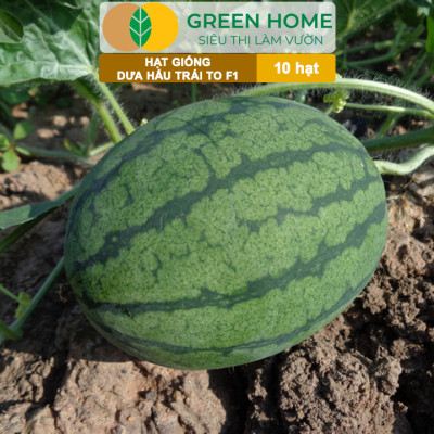 Hạt Giống Dưa Hấu Lai F1 Greenhome, Gói 10 Hạt, Dễ Trồng Quanh Năm, Nảy Mầm Cao, T26