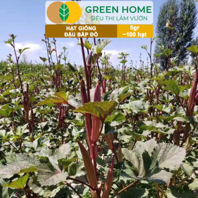 Hạt Giống Đậu Bắp Đỏ Greenhome, Gói 5gr~100 hạt, Dễ Trồng Quanh Năm, Nảy Mầm Cao, Thu Hoạch Nhanh T34