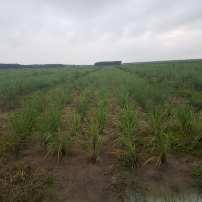 Tinh dầu Sả Chanh Mộc Mây - Xuất khẩu Châu Âu, nguyên chất 100% từ thiên nhiên, xông phòng, khử mùi, thơm phòng, đuổi muỗi, thư giản