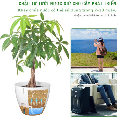 Chậu trồng cây tự tưới thông minh Monrovia A60 cho cây trong nhà và ngoài trời, decor, văn phòng