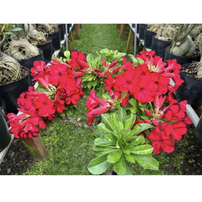 Hạt giống hoa sứ đỏ Taiwan nhiều hoa - Bịch 10 hạt – Mã số 2086