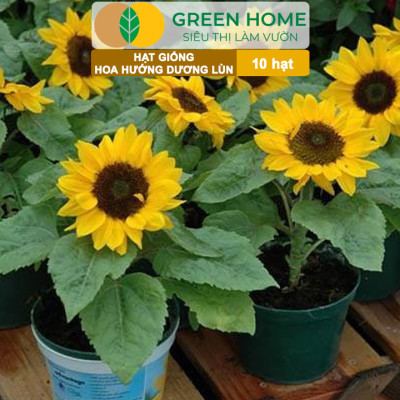 Hạt Giống Hoa Hướng Dương Greenhome, Gói 10 hạt, Sai Hoa, Màu Rực Rỡ, Dễ Trồng, Nảy Mầm Cao H03