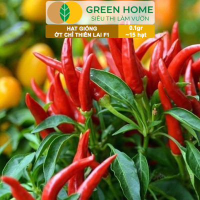 Hạt Giống Ớt Chỉ Thiên Greenhome, Gói 1gr, Sai Trái, Siêu Cay, Dễ Trồng Quanh Năm, Nảy Mầm Cao, Thu Hoạch Nhanh G10