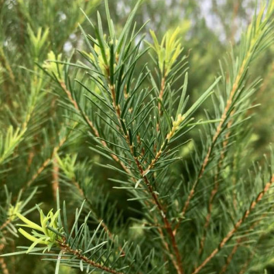 Tinh dầu Tràm Trà 100ml Mộc Mây - tinh dầu nguyên chất 100% từ thiên nhiên - chất lượng và mùi hương vượt trội