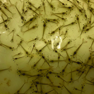 Kháng sinh đặc trị nhiễm khuẩn cho tôm cá OXYTETRA (1kg)