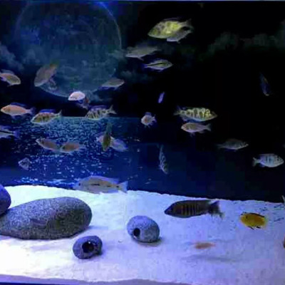 Cát Thạch Anh 2KG + Xốp Lọc Bể Cá 90x30 cm vật liệu lọc nước, trang trí bể cá