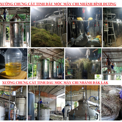 Tinh dầu Tràm gió Organic hữu cơ Mộc Mây - tinh dầu thiên nhiên nguyên chất 100% - dùng xông tắm ngừa cảm lạnh, giảm côn trùng cắn đốt cho Bé, Trẻ sơ sinh và Trẻ nhỏ | An toàn cho làn da nhạy cảm của Bé