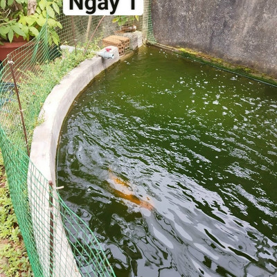 Đèn UV 20W Sterilization King Bóng Kép cao cấp, diệt tảo, diệt khuẩn cho bể cá, hồ cá, hồ thủy sinh siêu sạch ( Trắng) 