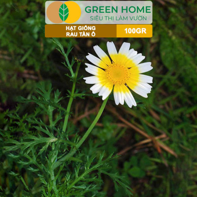 Hạt Giống Rau Tần Ô GreenHome, GÓI 100GR, Cải Cúc Dễ Trồng, Thu Hoạch Nhanh, Năng Suất Cao R34