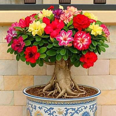 Hạt giống hoa sứ kép Thái Lan 7 màu - Bịch 10 hạt – Mã số 1997