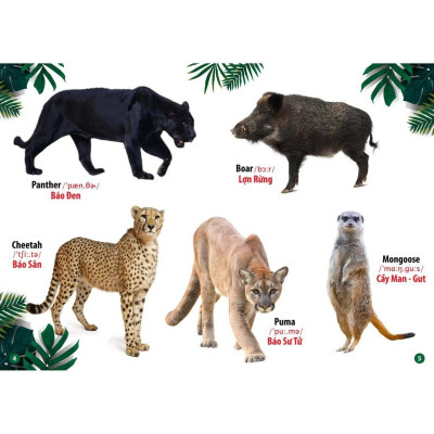 Sách - Từ Điển Bằng Hình Thế Giới Động Vật - Việt Thư