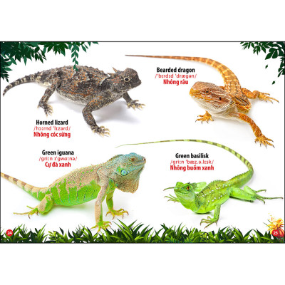 Từ Điển Bằng Hình Thế Giới Côn Trùng Và Bò Sát  
(Song Ngữ Anh - Việt)