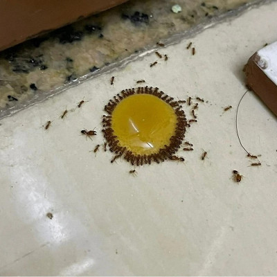 Combo 3 chai thuốc diệt kiến gián Anbio diệt tận gốc kiến hôi, kiến đen, kiên lửa, gián đức