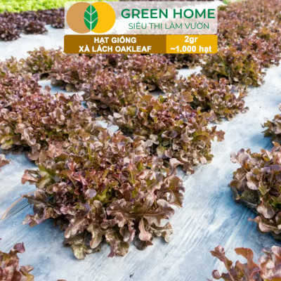 Hạt Giống Xà Lách Oakleaf, Gói 5gr~ 1000 hạt, Dễ Trồng Quanh Năm, Thu Hoạch Nhanh, Năng Suất Cao R22